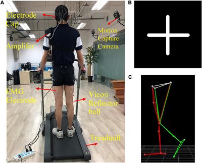 Surface Electromyography and Electroencephalogram-Based Gait Phase Recognition and Correlations Between Cortical and Locomotor Muscle in the Seven Gait Phases